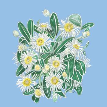 Marlborough Rock Daisy Cluster - AS Colour Kids Youth T shirt Design