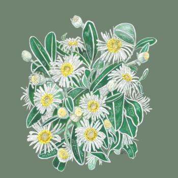 Marlborough Rock Daisy Cluster Design