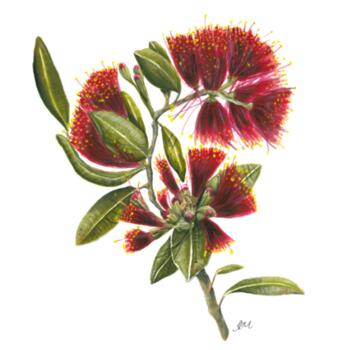 Pohutukawa Portrait - Tea Towel Design