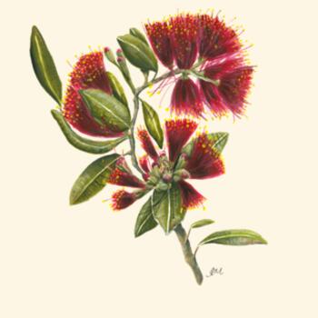 Pohutukawa Portrait - AS Colour Carrie Tote Bag  Design