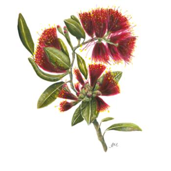 Pohutukawa Portrait - AS Colour Womens Mali Tee Design