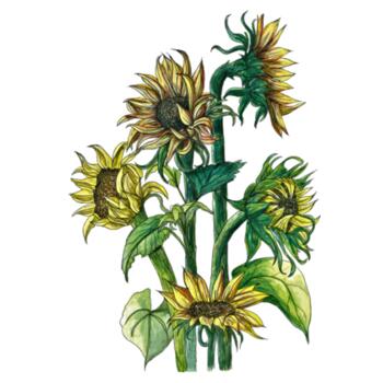 Sunflowers - AS Colour Womens Mali Tee Design