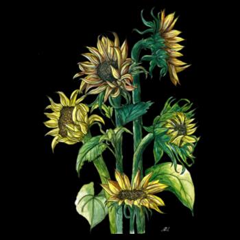 Sunflowers - AS Colour Womens Maple Tee - AS Colour Womens Maple Tee Design