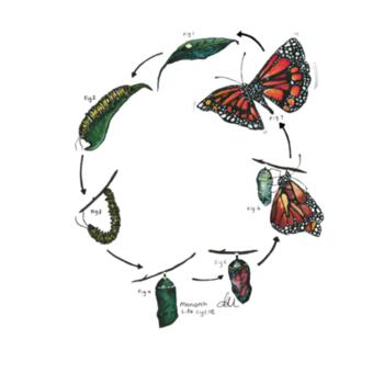 Monarch Life Cycle - AS Colour Womens Mali Tee Design