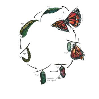 Monarch Life Cycle - AS Colour Mens Staple T shirt Design
