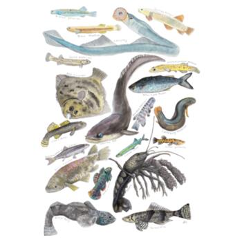 Freshwater NZ Species - Tea Towel Design