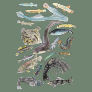 Freshwater NZ Species - AS Colour Womens Mali Tee Design