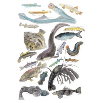 Freshwater NZ Species - AS Colour Mens Staple T shirt Design