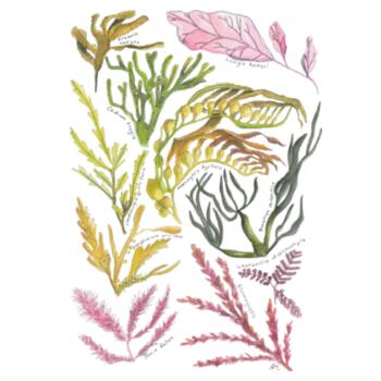 Seaweed & Kelp - Tea Towel Design