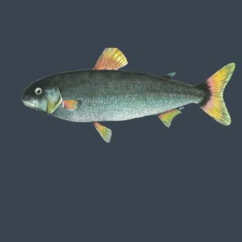 NZ Grayling Freshwater fish - AS Colour Kids Youth T shirt Design
