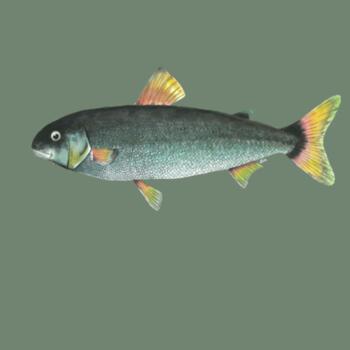 NZ Grayling Freshwater fish - AS Colour Womens Maple Tee Design