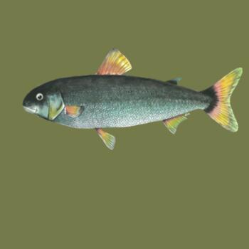 NZ Grayling Freshwater fish - AS Colour Womens Mali Tee Design