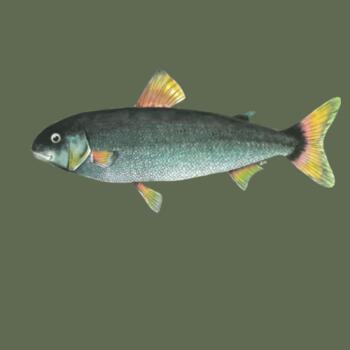 NZ Grayling Freshwater fish - AS Colour Mens Staple T shirt Design