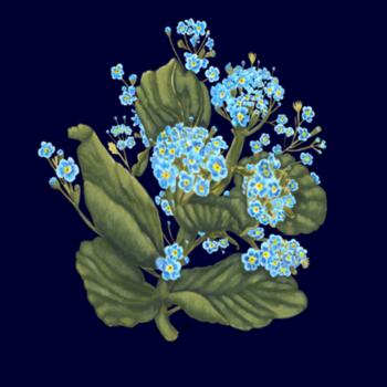 Chatham Island Forget me not  - AS colour Long sleeve  - AS Colour Womens Maple Curve Longsleeve Tee Design