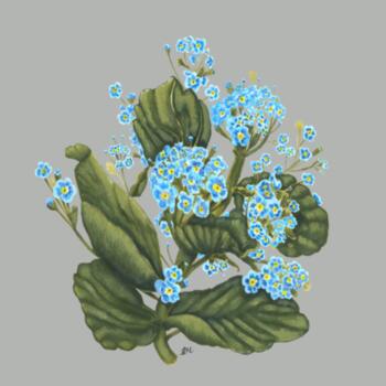 Chatham Island Forget me not  - AS Colour Womans Hoodie - AS Colour Womens Premium Hood Design