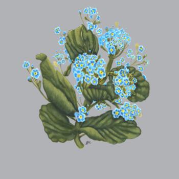 Chatham Island Forget me not  - AS Colour Kids Supply Crew Design