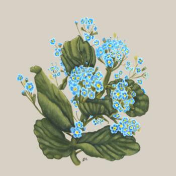 Chatham Island Forget me not  - Hoodie Design