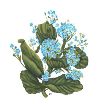 Chatham Island Forget me not  - Tea towel Design