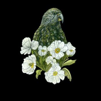 Kea + Mt Cook Buttercup - Black Tea Towel Design