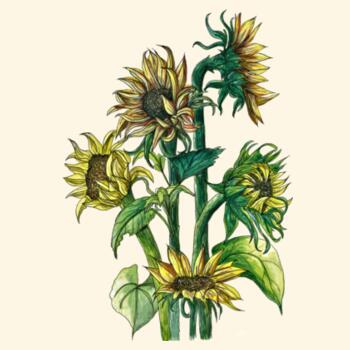 Sunflowers - Tote Bag Design