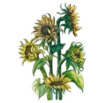 Sunflowers - Tea towel Design