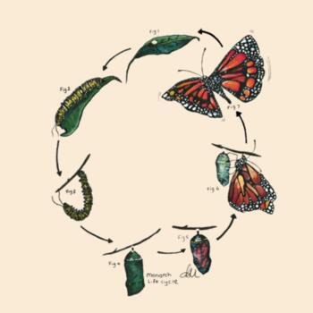 Monarch Life Cycle - Drawstring Backpack Design
