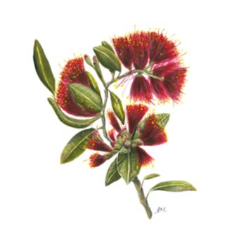 pohutukawa Portrait - Coaster - Round Ceramic Design