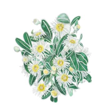 Marlborough Rock Daisy Ceramic Coaster Design