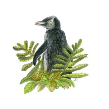 Yellow eyed Penguin + Rata - White tea towel Design