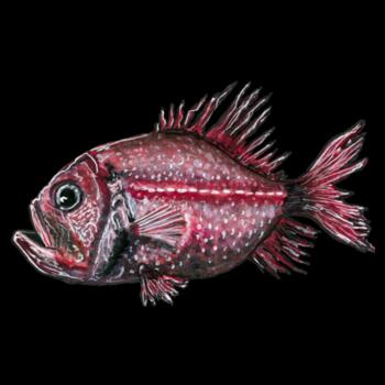 Orange Roughy  - AS Colour Womens Relax Hood - AS Colour Womens Relax Hood Design