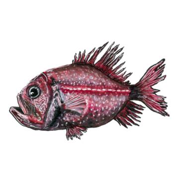 Orange Roughy  - AS Colour Womens Maple Tee Design