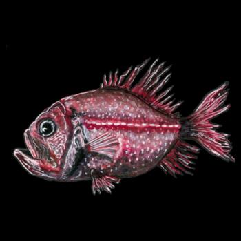 Orange Roughy  - AS Colour Mens Staple T shirt Design