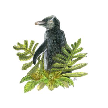 Yellow eyed Penguin + Rata - AS Colour Mens Staple T shirt - AS Colour Mens Staple T shirt - AS Colour Womens Mali Tee Design