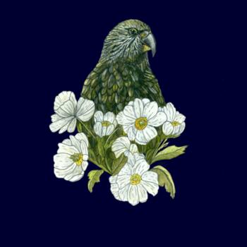 Kea + Mt Cook Buttercup - AS Colour Womens Maple Tee Design