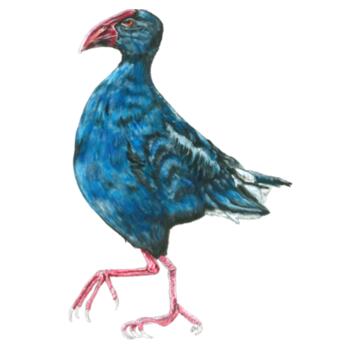 Perky Pukeko - Tea Towel - Tea Towel Design