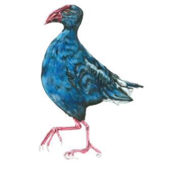 Perky Pukeko - AS Colour Kids Youth T shirt - AS Colour Kids Youth T shirt Design