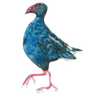 Perky Pukeko - AS Colour Mens Staple T shirt - AS Colour Mens Staple T shirt Design