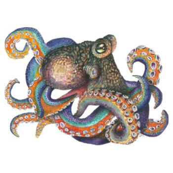 Oscar the Octopus - AS Colour Mens Staple T shirt Design