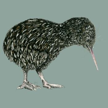 Little Kiwi - AS Colour Mens Staple T shirt Design