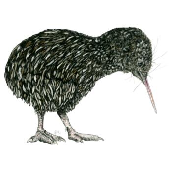 Little Kiwi - White Tea Towel Design