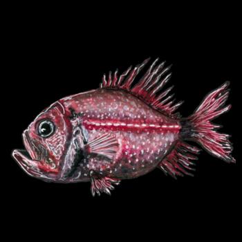 Orange Roughy  - Cushion Cover Design