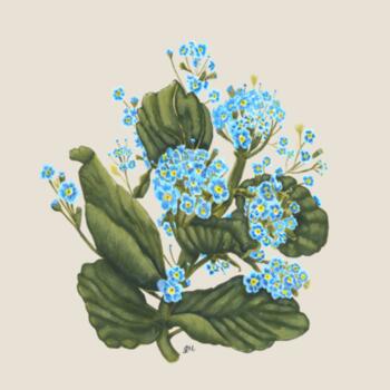 Chatham Island Forget me not  - AS Colour Womens Mali Tee Design