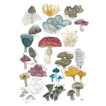 Mushroom & Fungi  - AS Colour Womens Maple Tee Design