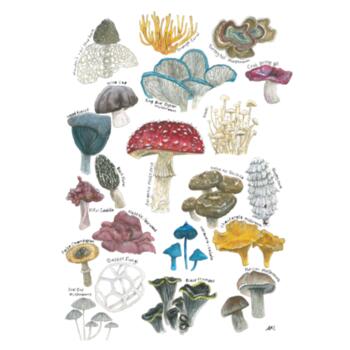 Mushroom & Fungi  - White Tea Towel Design