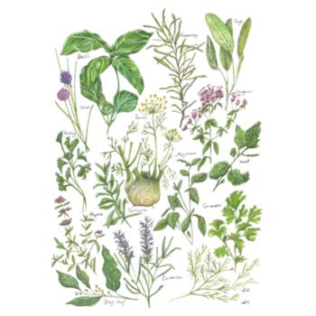 Garden Herbs - White Tea Towel Design