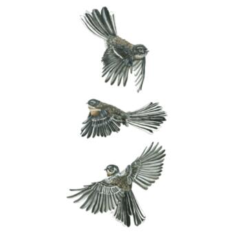 Fantails in Flight - AS Colour Womens Mali Tee Design