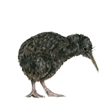 Little Kiwi - Cushion cover Design