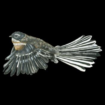 Piwakawaka -As Colour Men's Supply Hoodie Design