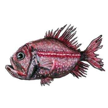 Orange Roughy  - AS Colour Mens Supply Hoodie Design