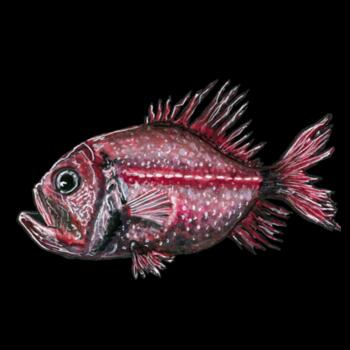 Orange Roughy  - AS Colour Womens Supply Hoodie Design